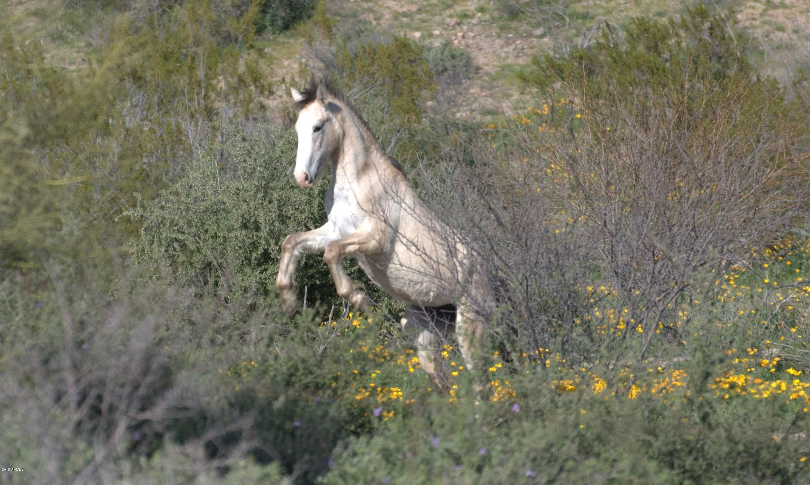 12327 East Doubletree Ranch Road Scottsdale, AZ 85259 - Photo 68 of 79 DSC_0064