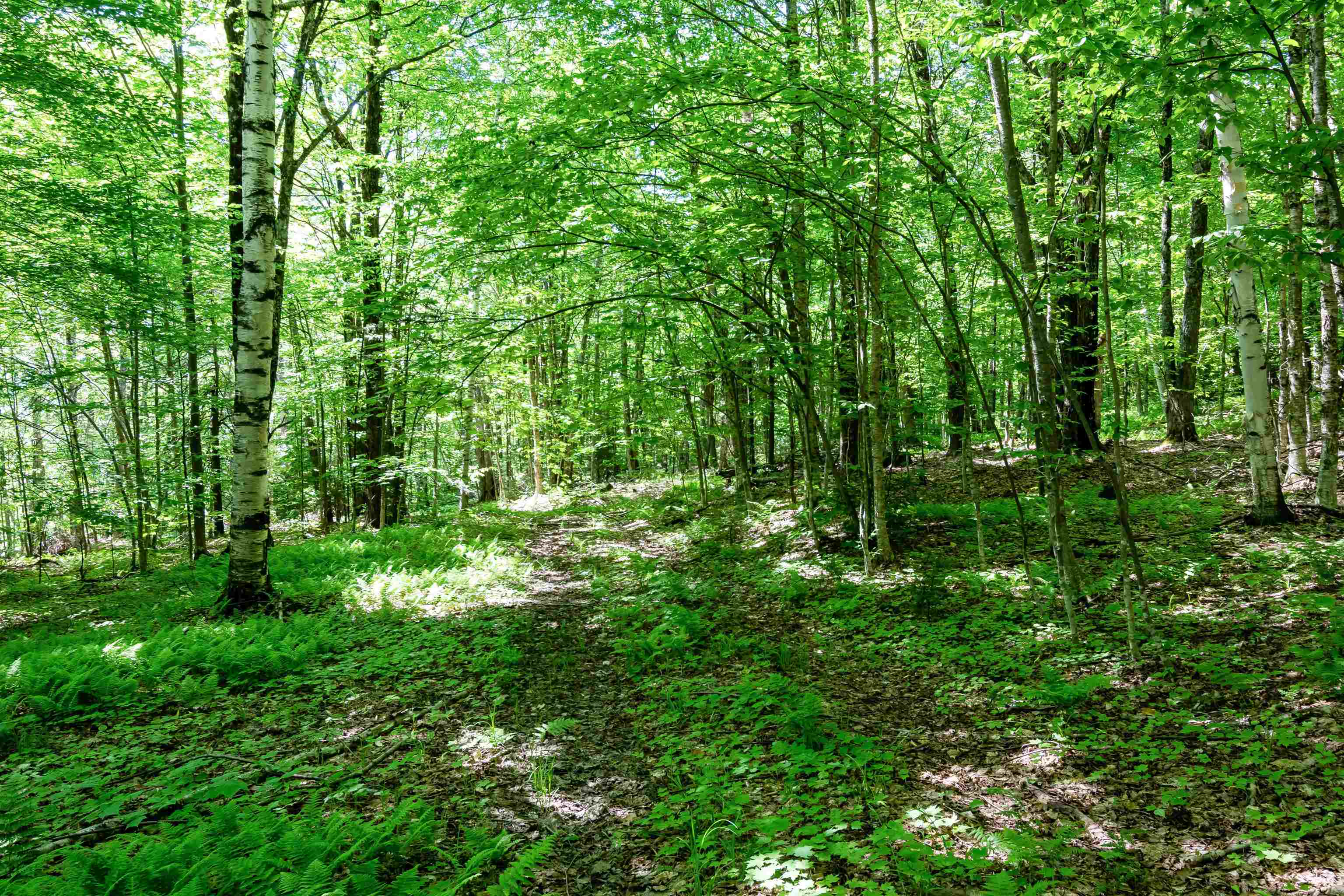 Tbd Wade Pasture Road, Unit LOT 90 Stowe, VT 05672 - Photo 5 of 5 Gallery Image 5