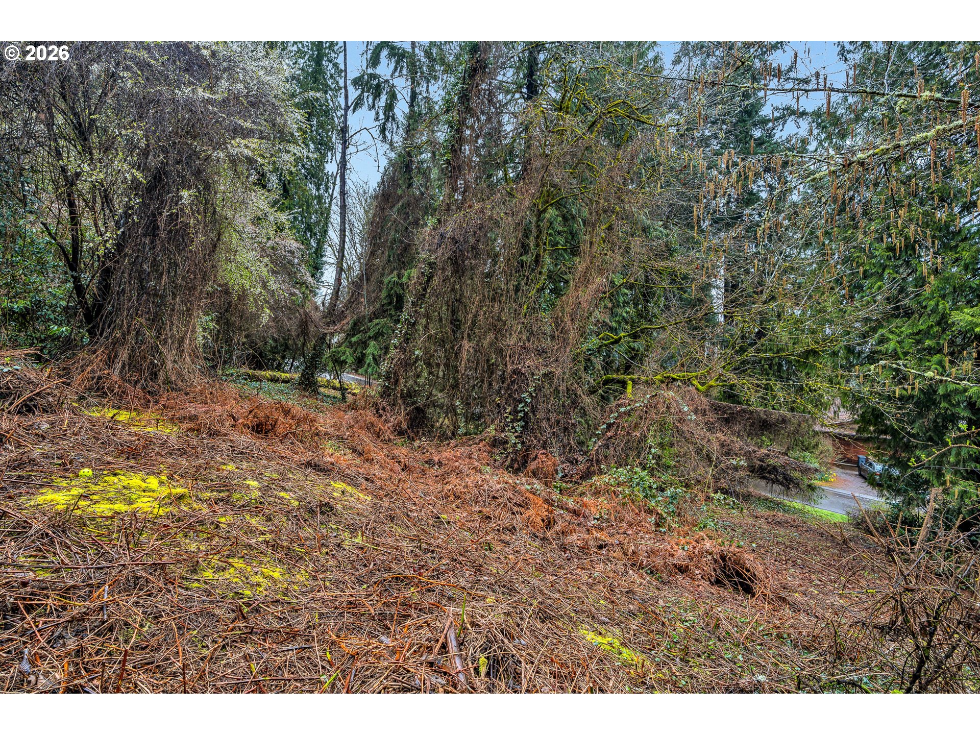 0 Ash Street Lake Oswego, OR 97034 - Photo 15 of 22 a view of a yard with a tree
