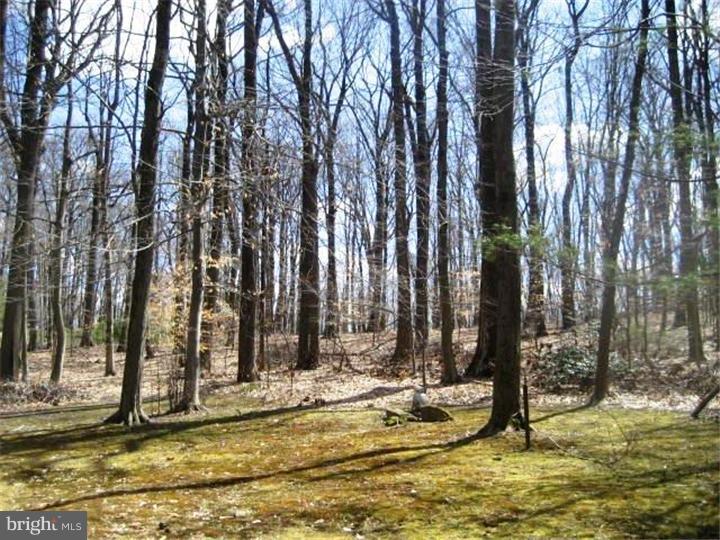 6888 Upper York Road New Hope, PA 18938 - Photo 20 of 23 Back Yard