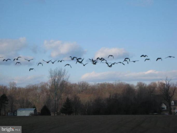 1899 Pleasant Plains Road Annapolis, MD 21409 - Photo 15 of 30 Geese Take Flight...