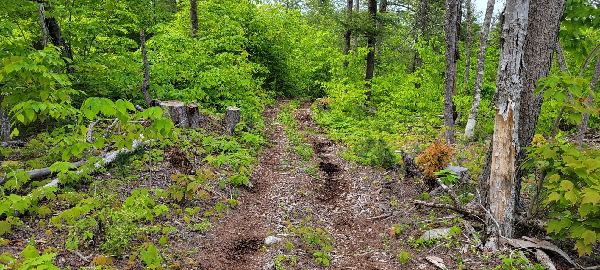 0 Hall Hill Road Rumford, ME 04276 - Photo 9 of 38 8