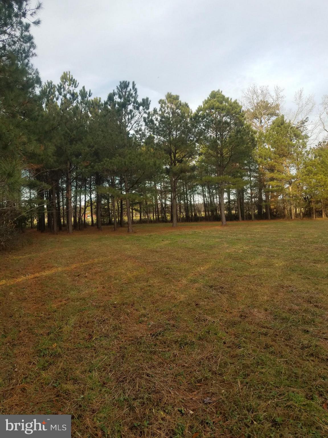 1615 Colona Road Pocomoke City, MD 21851 - Photo 15 of 18 Midway the land looking back