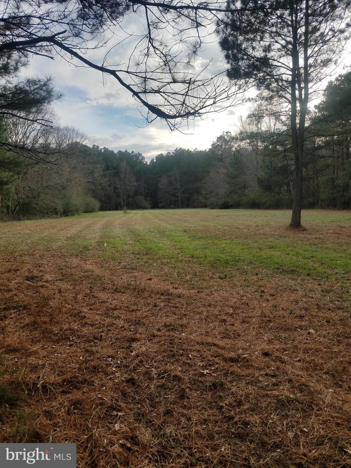 1615 Colona Road Pocomoke City, MD 21851 - Photo 16 of 18 Standing back of the land.