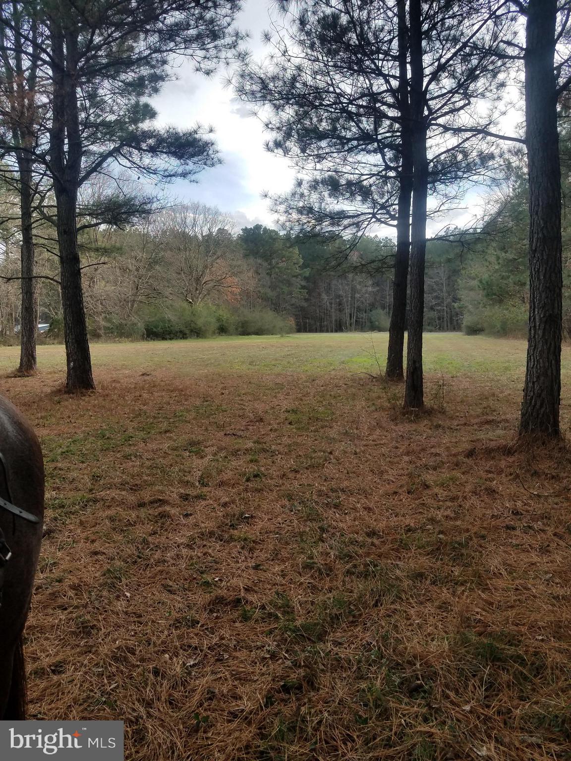 1615 Colona Road Pocomoke City, MD 21851 - Photo 4 of 18 At the very back among the pines.