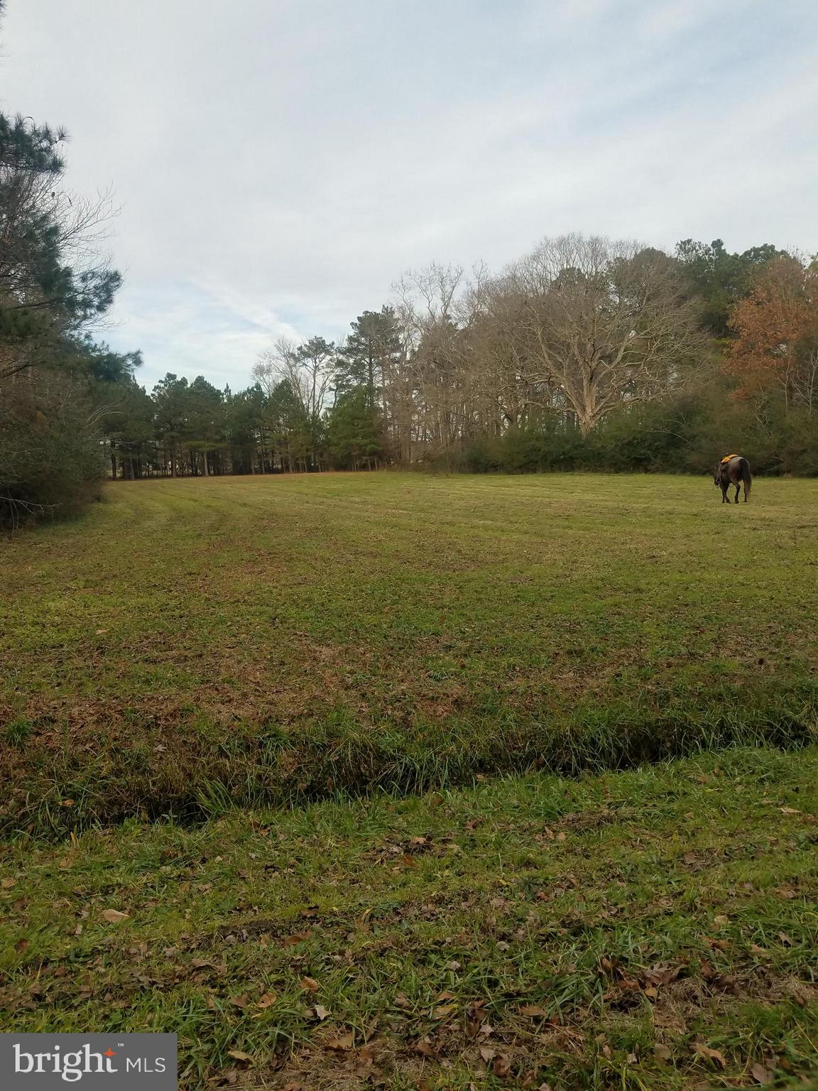 1615 Colona Road Pocomoke City, MD 21851 - Photo 8 of 18 Looking at the land from the left hand side.