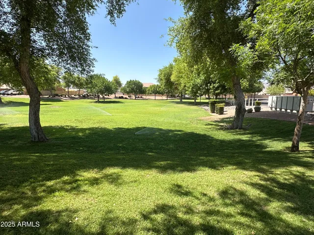a view of a trees in a yard