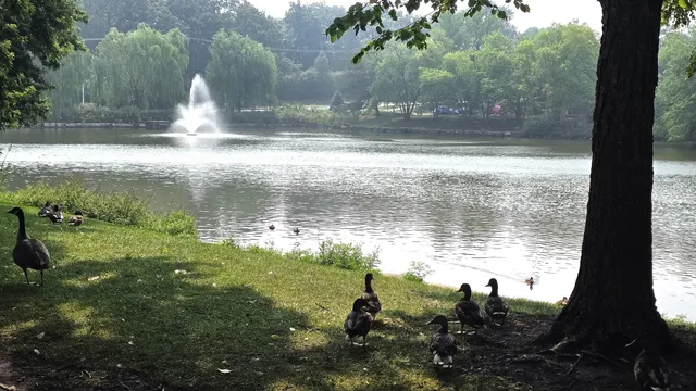 a view of a lake from a yard