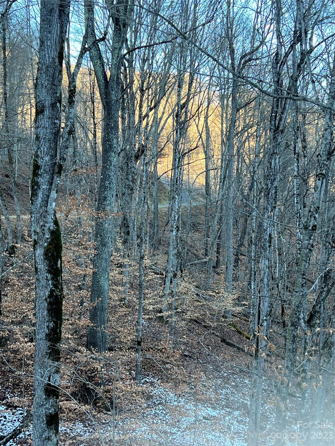a view of a forest with trees in the background