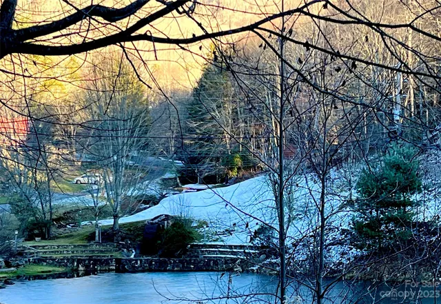 a view of a backyard with plants and large trees