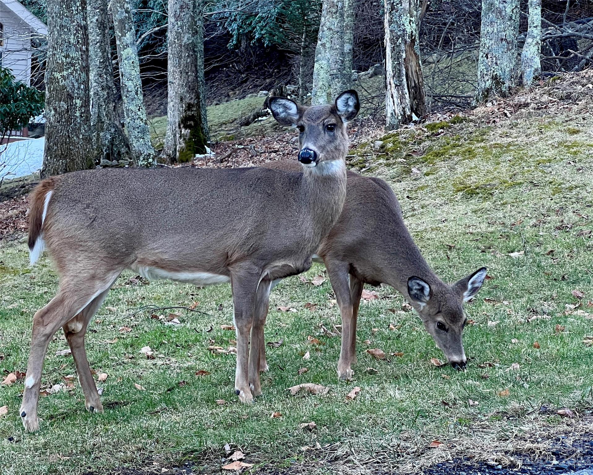 0 Bee Tree Lane, Unit 69 Mars Hill, NC 28754 - Photo 3 of 7 a view of a yard covered with trees