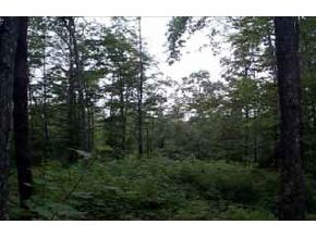 0 Brook Rd Old Province Road Goshen, NH 03752 - Photo 3 of 3