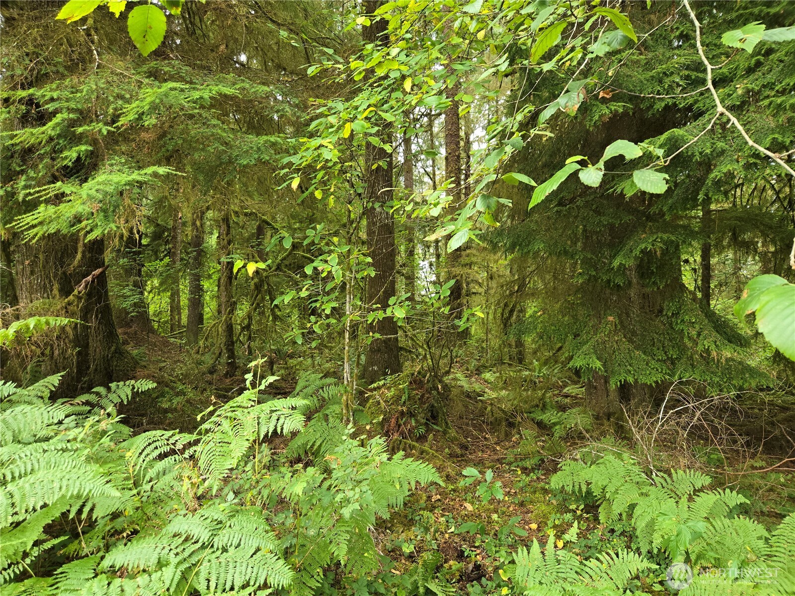 0 Lund Road Cosmopolis, WA 98537 - Photo 4 of 10 Gallery Image 4