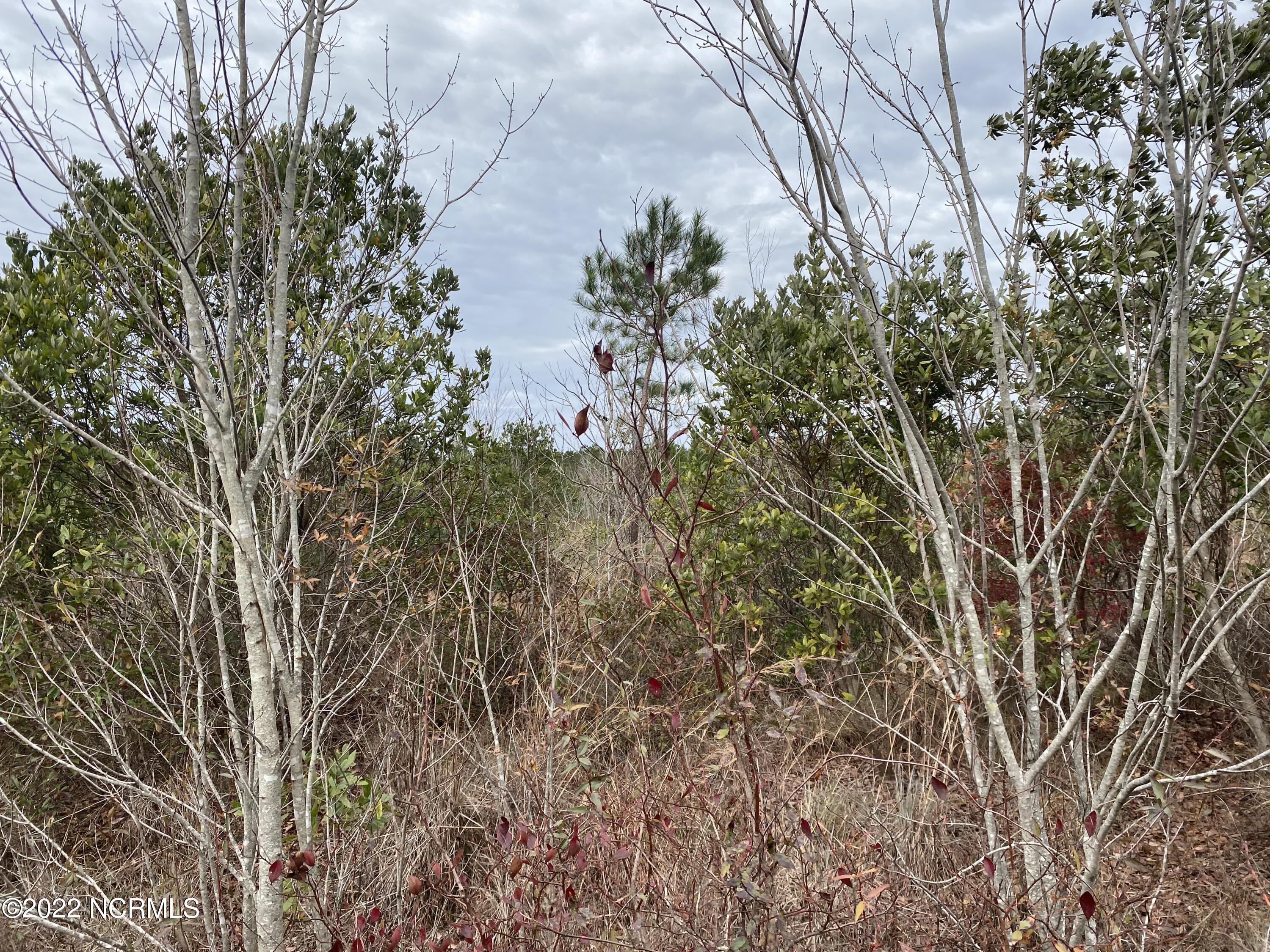 0 Twisted Hickory Road Bladenboro, NC 28320 - Photo 74 of 84 IMG_8382