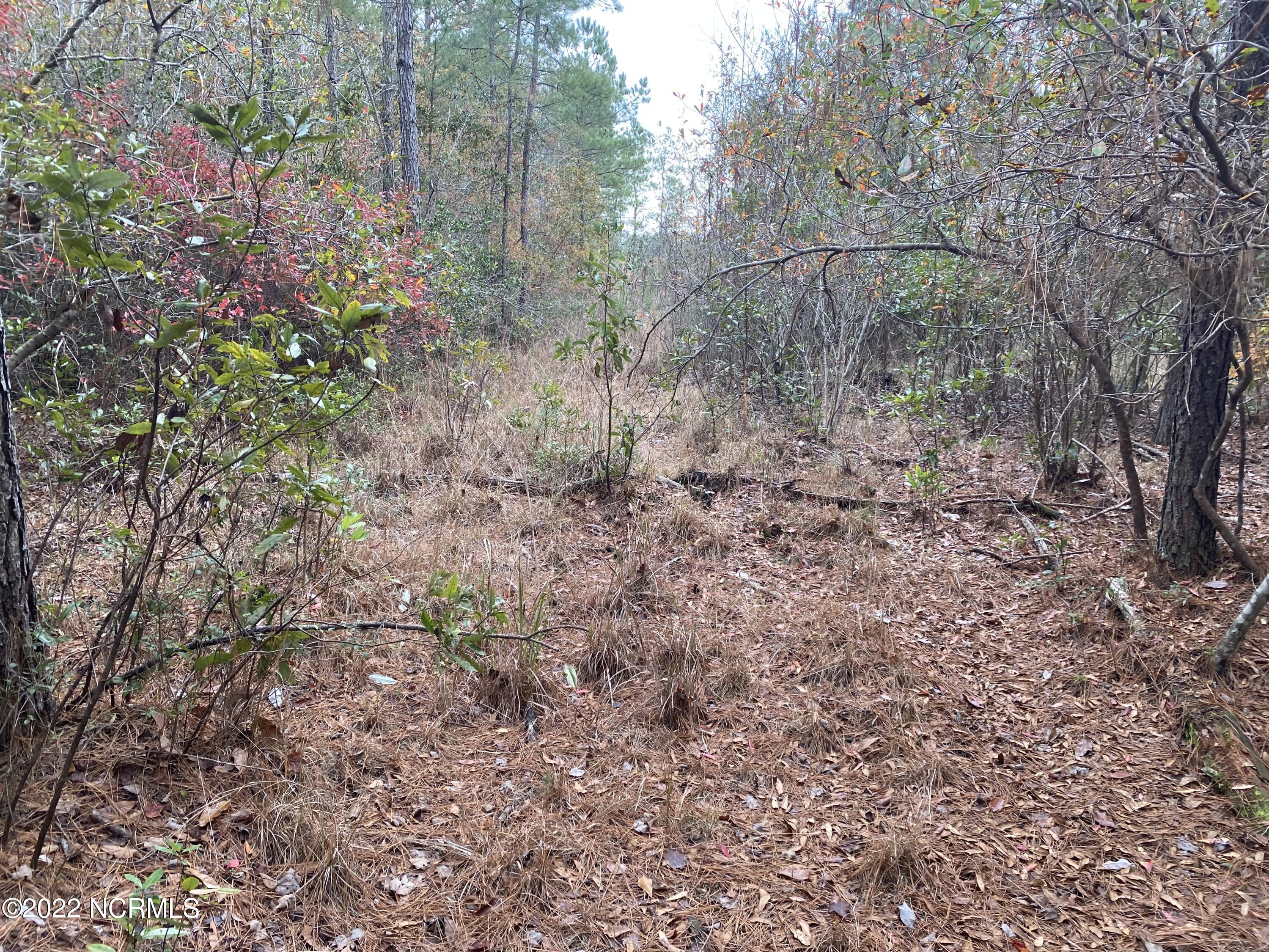 0 Twisted Hickory Road Bladenboro, NC 28320 - Photo 81 of 84 IMG_8391