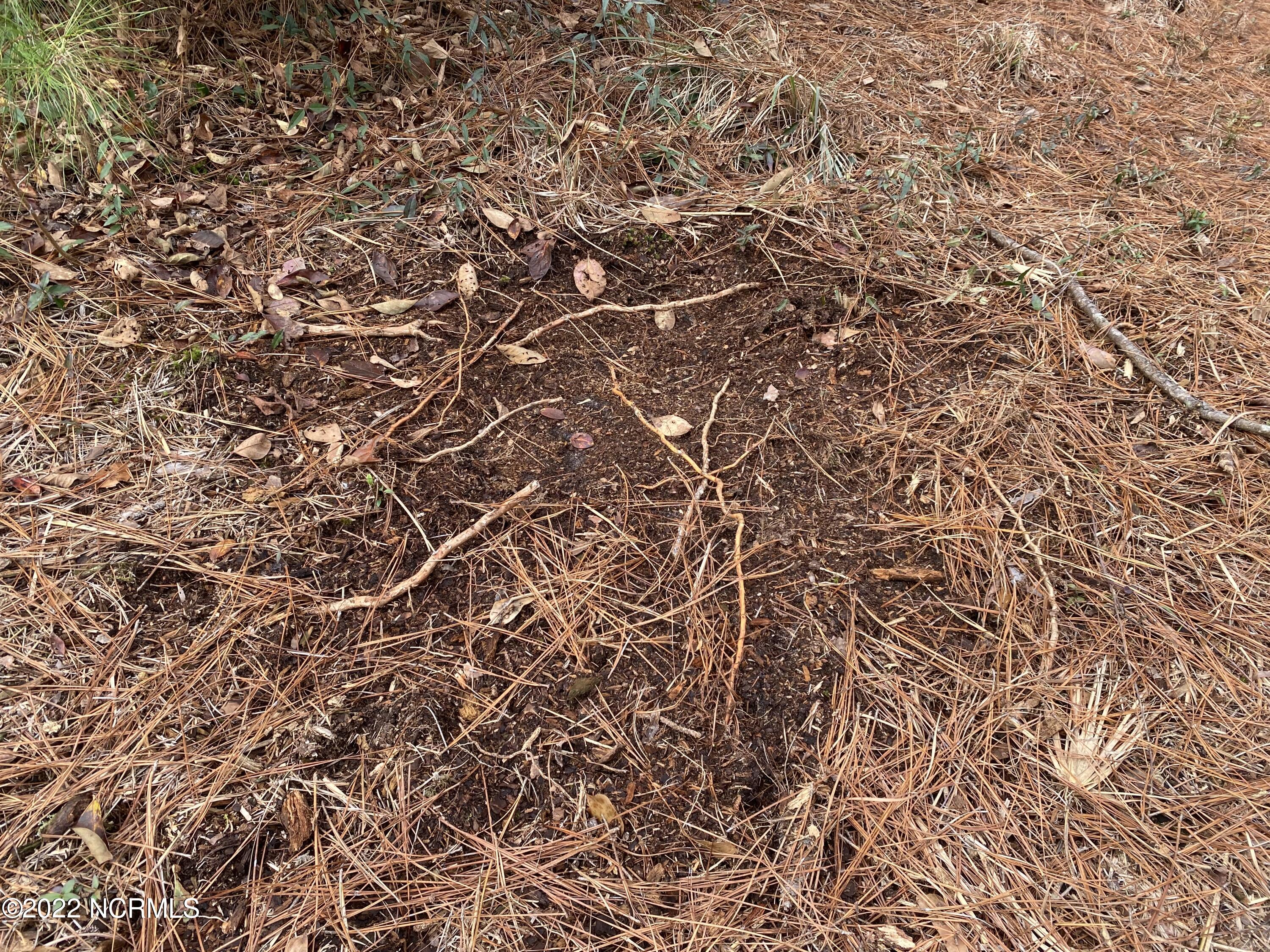0 Twisted Hickory Road Bladenboro, NC 28320 - Photo 83 of 84 IMG_8376