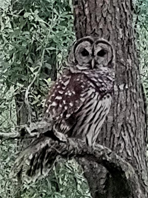 11653 Southwest 138th Lane Dunnellon, FL 34432 - Photo 61 of 62