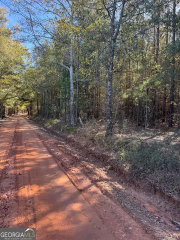 a view of a forest with trees in the background