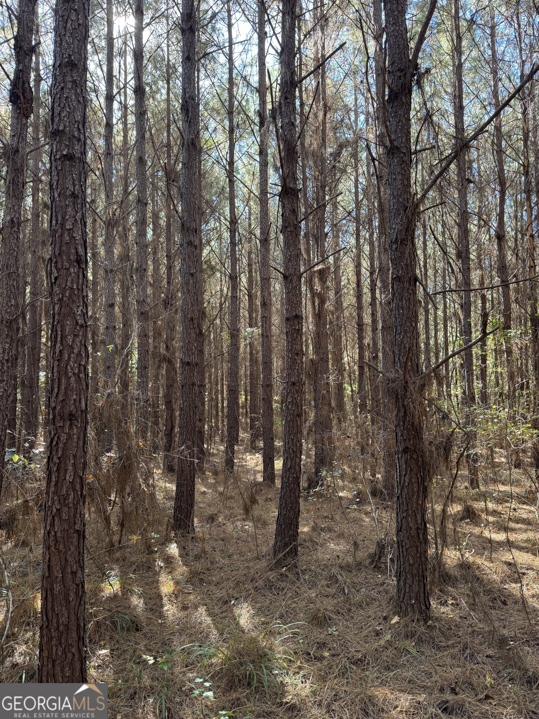 0 Jones Bridge Road Sparta, GA 31087 - Photo 3 of 8 a view of outdoor space with lots of trees