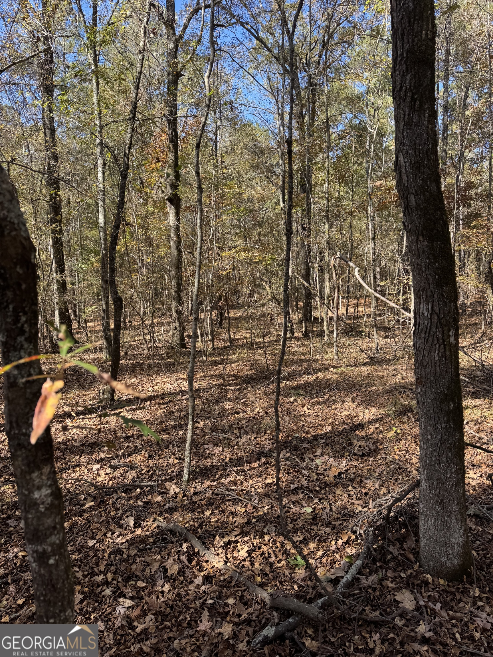 0 Jones Bridge Road Sparta, GA 31087 - Photo 4 of 8 a view of a backyard of the house
