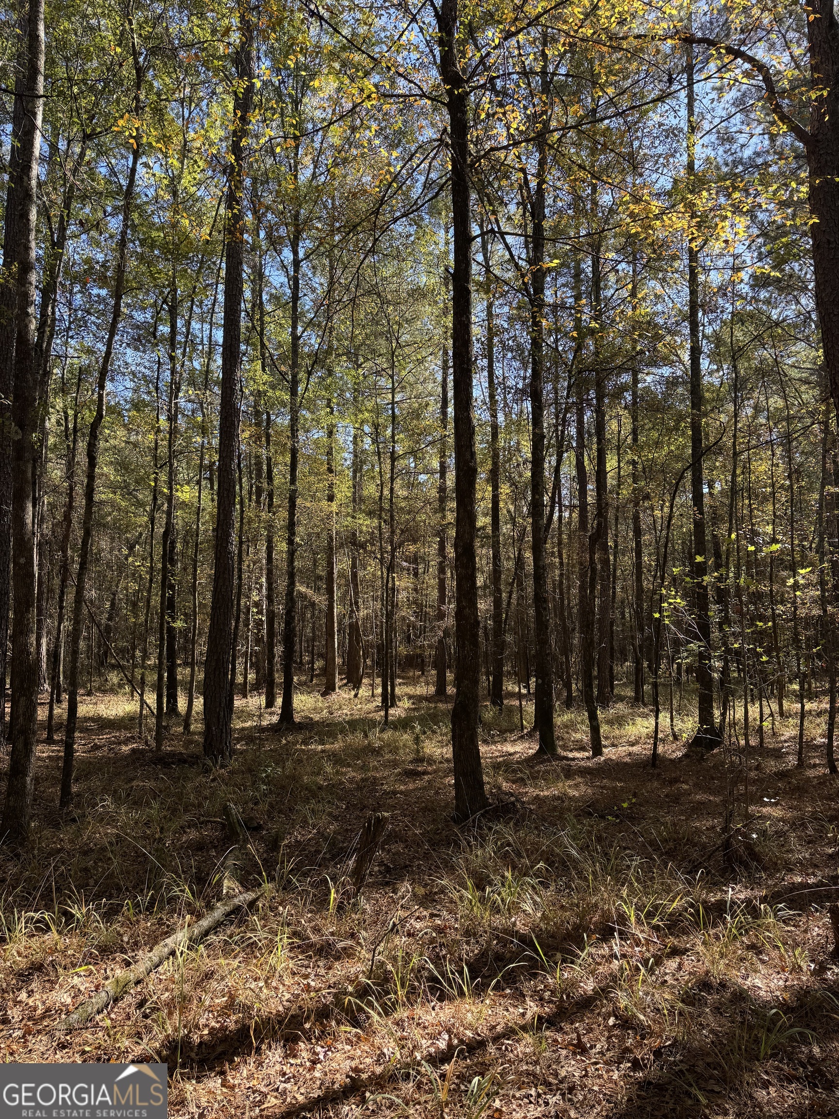 0 Jones Bridge Road Sparta, GA 31087 - Photo 6 of 8 a view of outdoor space with trees