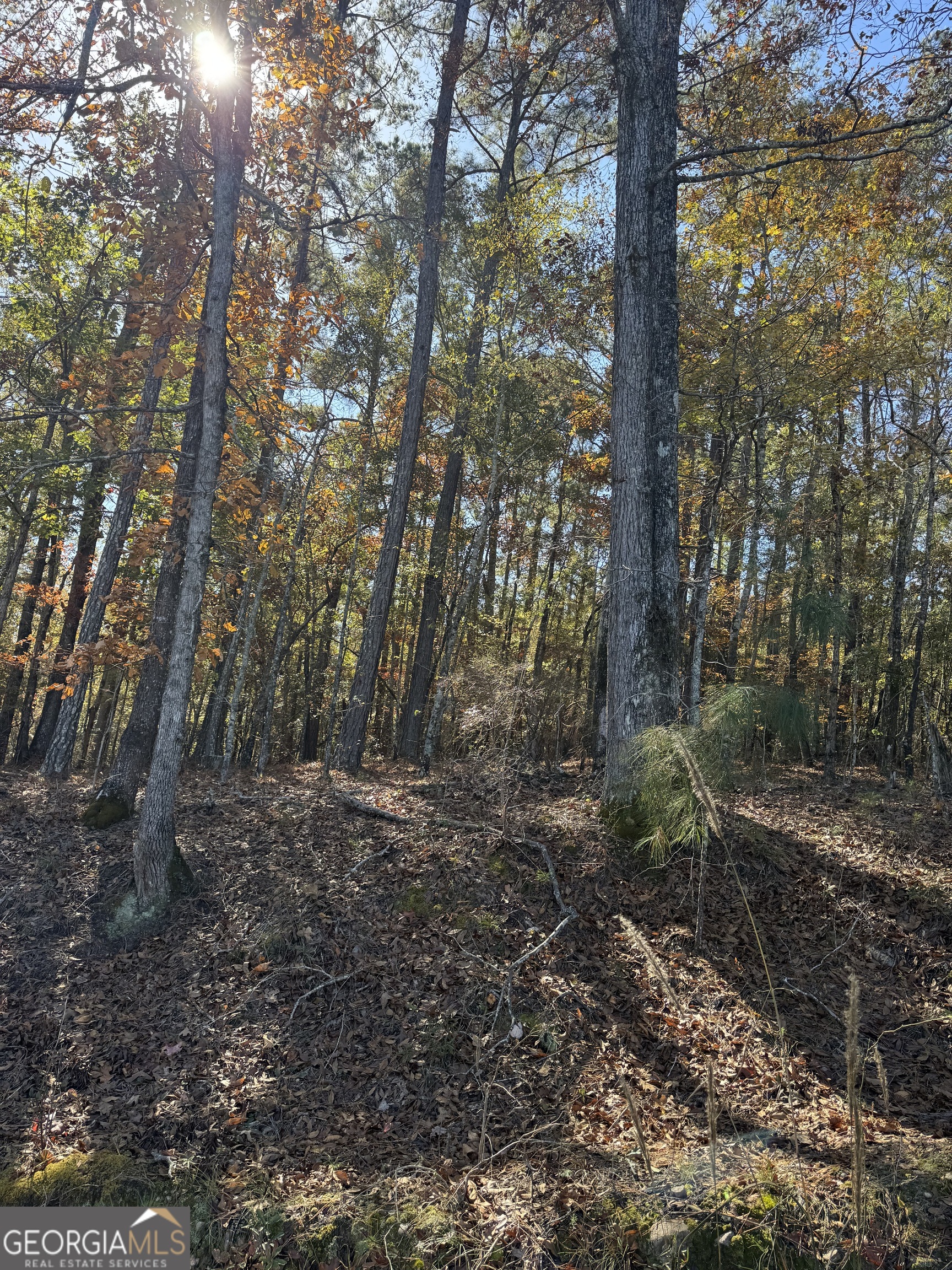 0 Jones Bridge Road Sparta, GA 31087 - Photo 7 of 8 a view of a forest with trees
