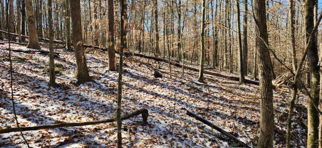 5500 Brookton Lula Road Clermont, GA 30527 - Photo 2 of 9 a view of a forest with a tree