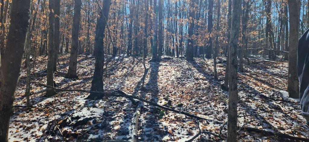 5500 Brookton Lula Road Clermont, GA 30527 - Photo 3 of 9 a view of forest