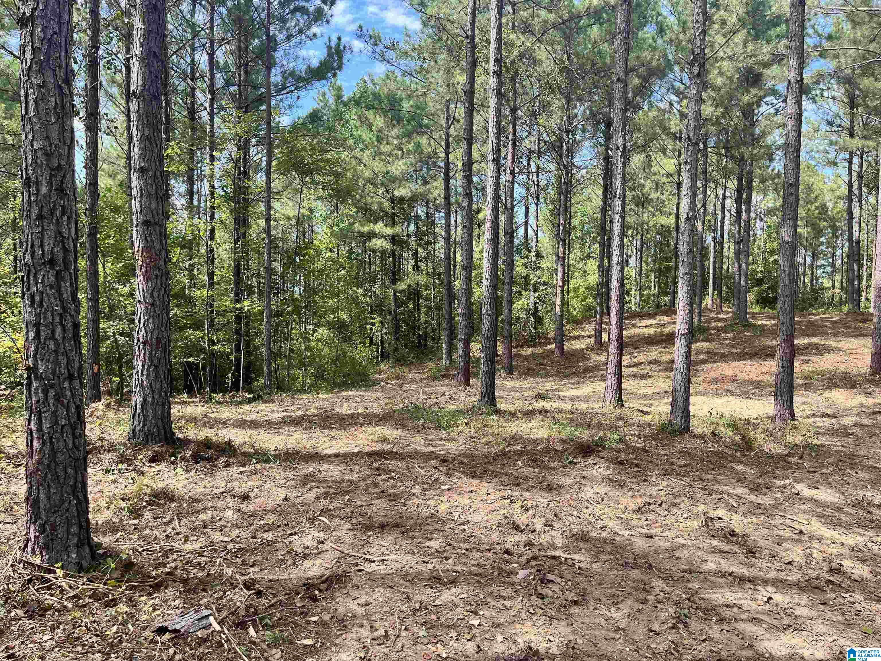 605 Sweet Apple Road, Unit TRACT 5 Cropwell, AL 35054 - Photo 7 of 8