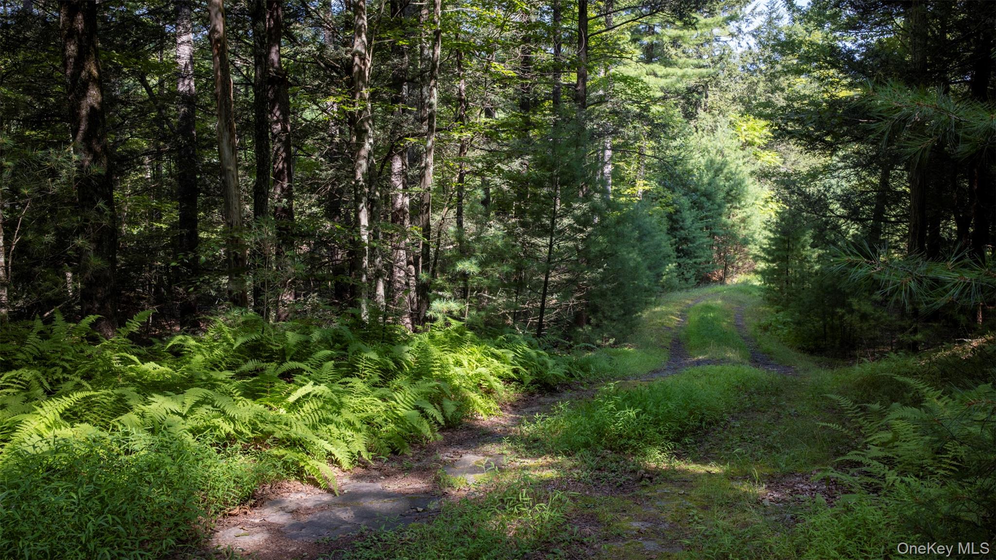 327 Phillips Road Saugerties, NY 12477 - Photo 11 of 24 a view of a forest with lots of trees