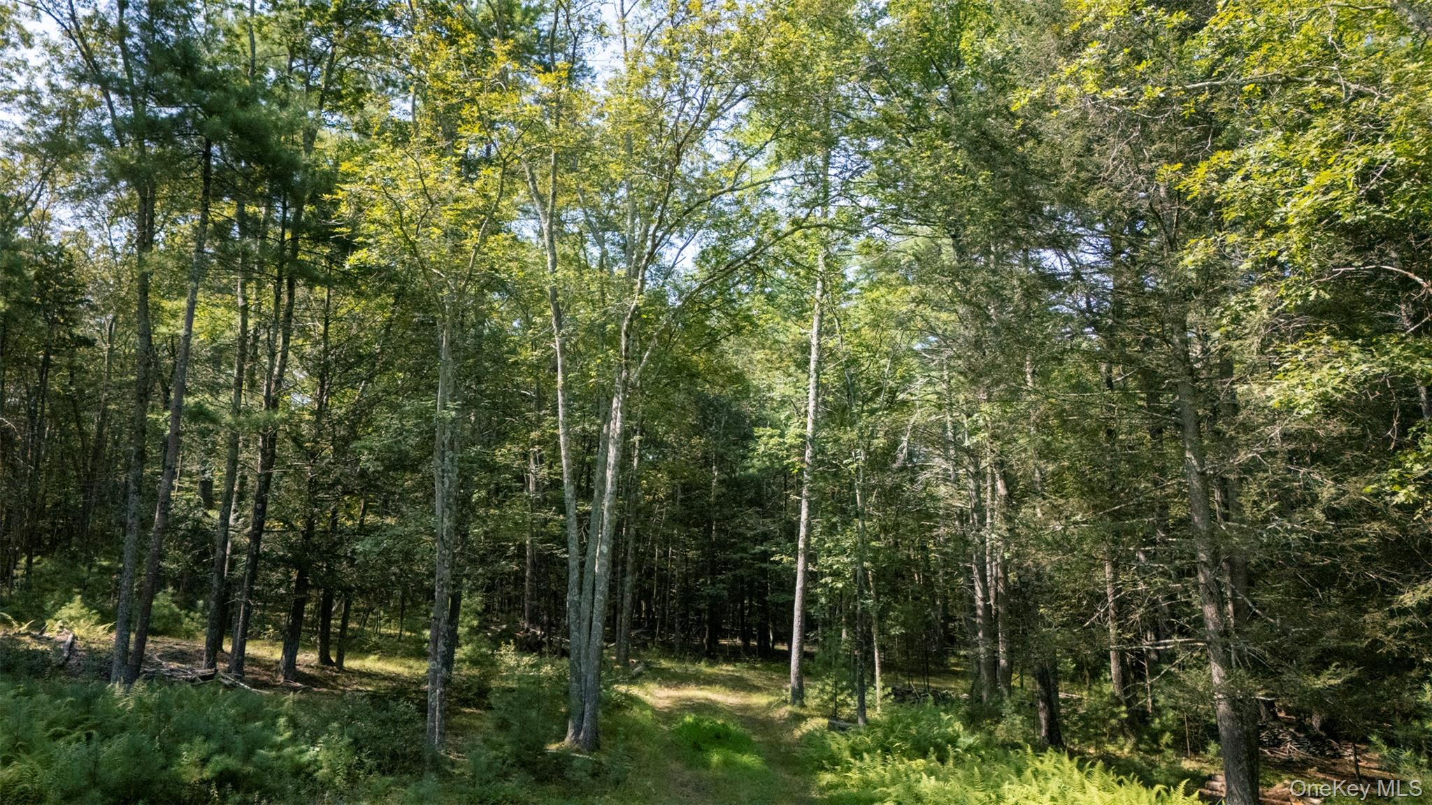 327 Phillips Road Saugerties, NY 12477 - Photo 12 of 24 a view of forest