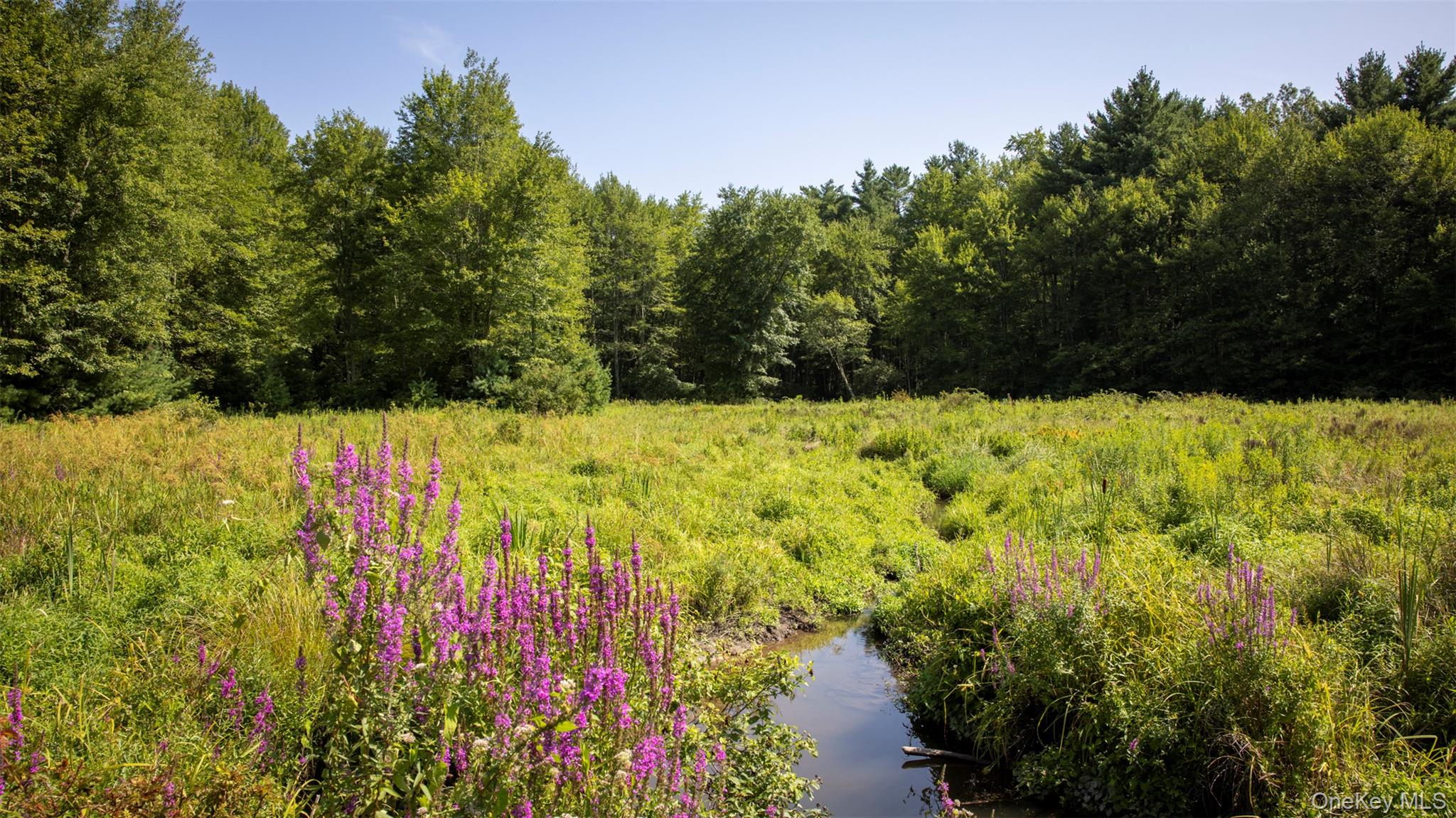 327 Phillips Road Saugerties, NY 12477 - Photo 6 of 24 a view of yard with large trees