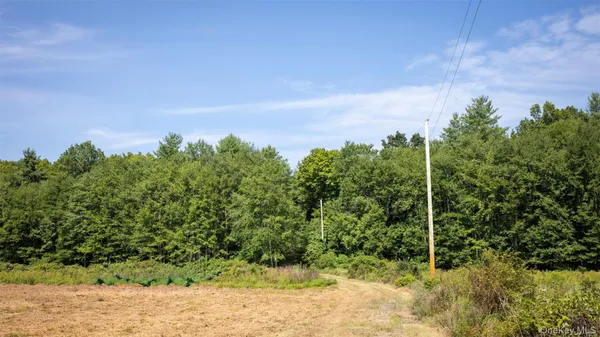 a view of a yard with plants and large trees