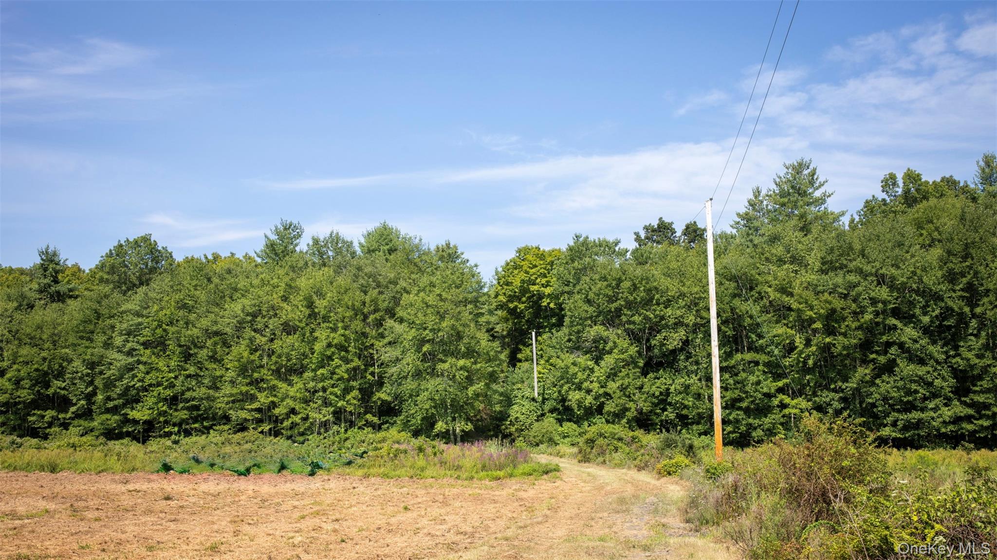 327 Phillips Road Saugerties, NY 12477 - Photo 8 of 24 a view of a yard with plants and large trees