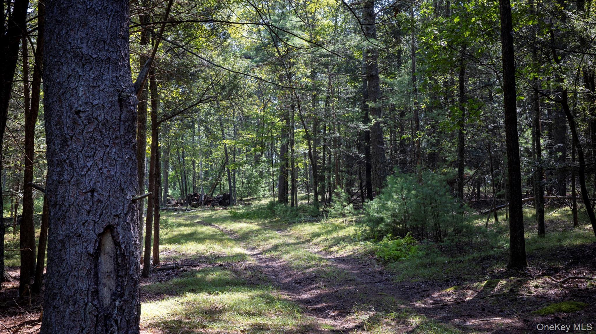 327 Phillips Road Saugerties, NY 12477 - Photo 9 of 24 a backyard of a house with lots of green space