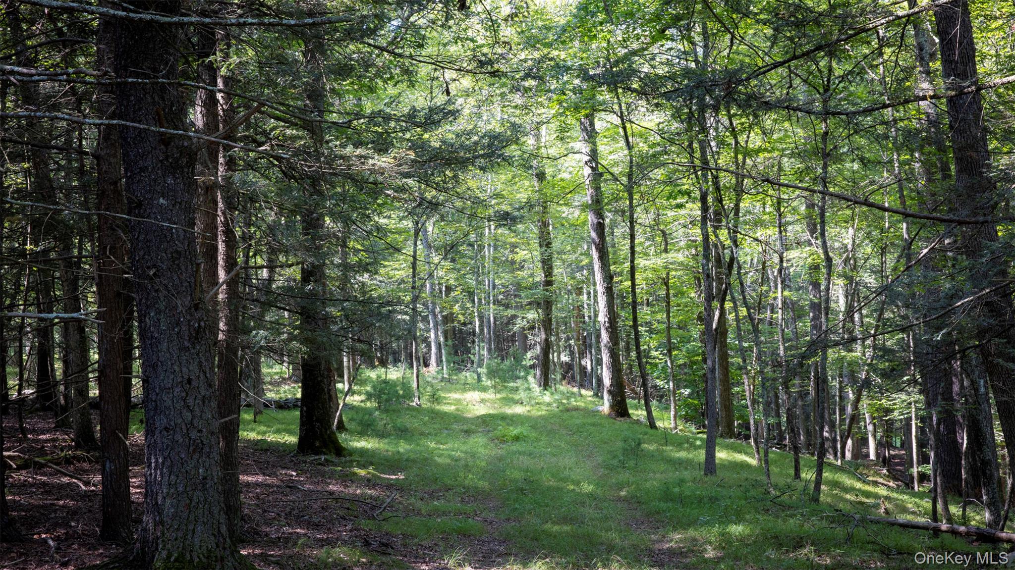 327 Phillips Road Saugerties, NY 12477 - Photo 10 of 24 a view of a forest