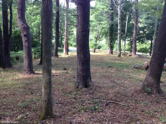 a view of a forest with trees