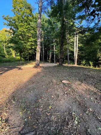 a view of a field with plants and trees