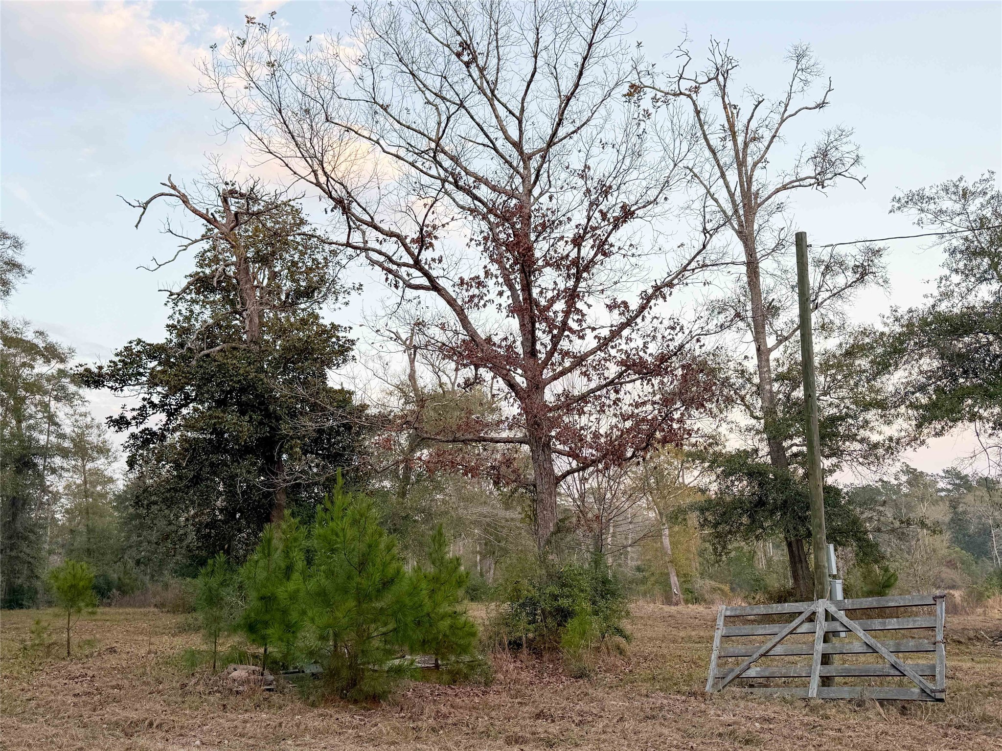 Tbd Felps Cemetery Road Saratoga, TX 77585 - Photo 16 of 50