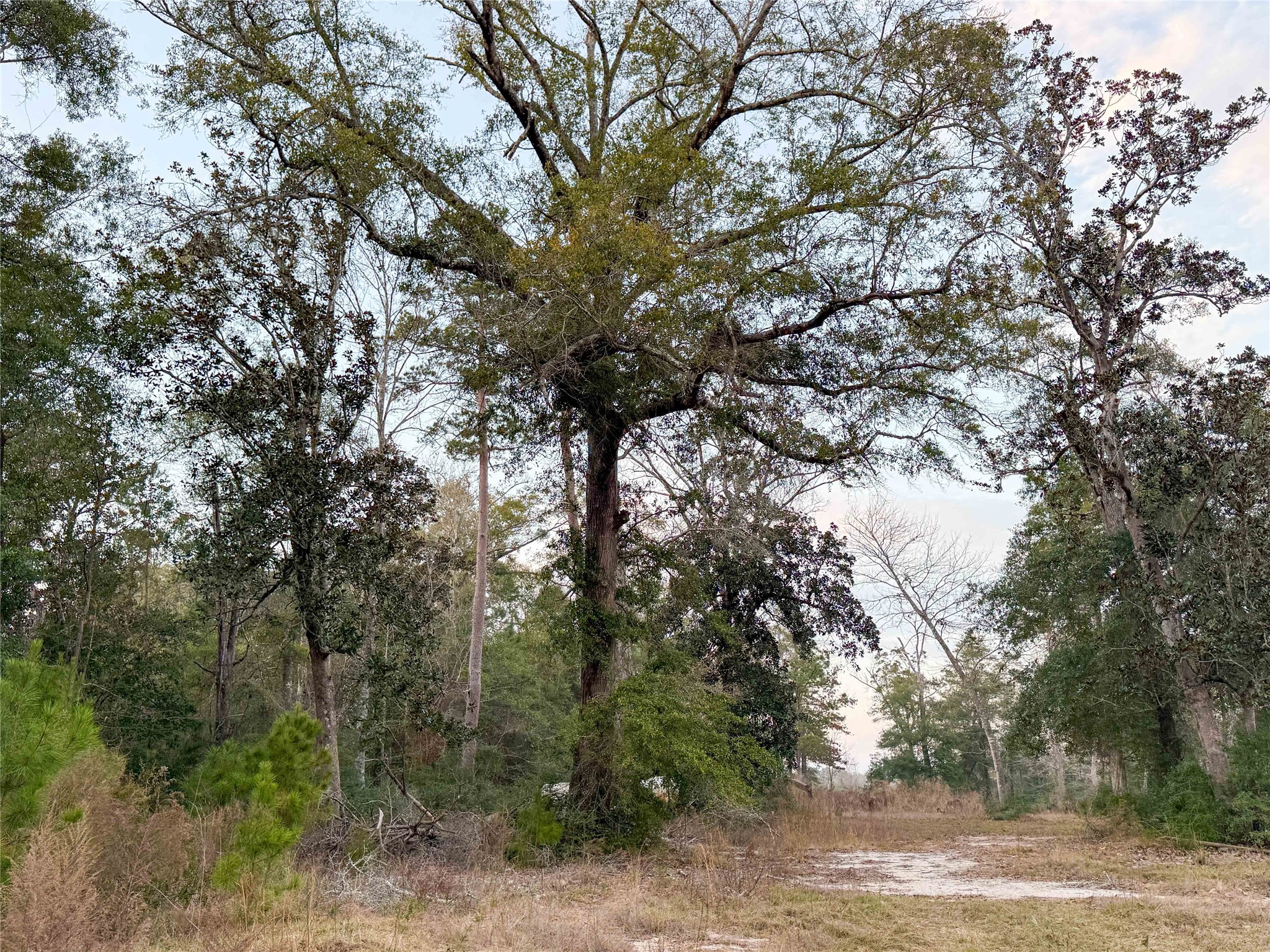 Tbd Felps Cemetery Road Saratoga, TX 77585 - Photo 17 of 50