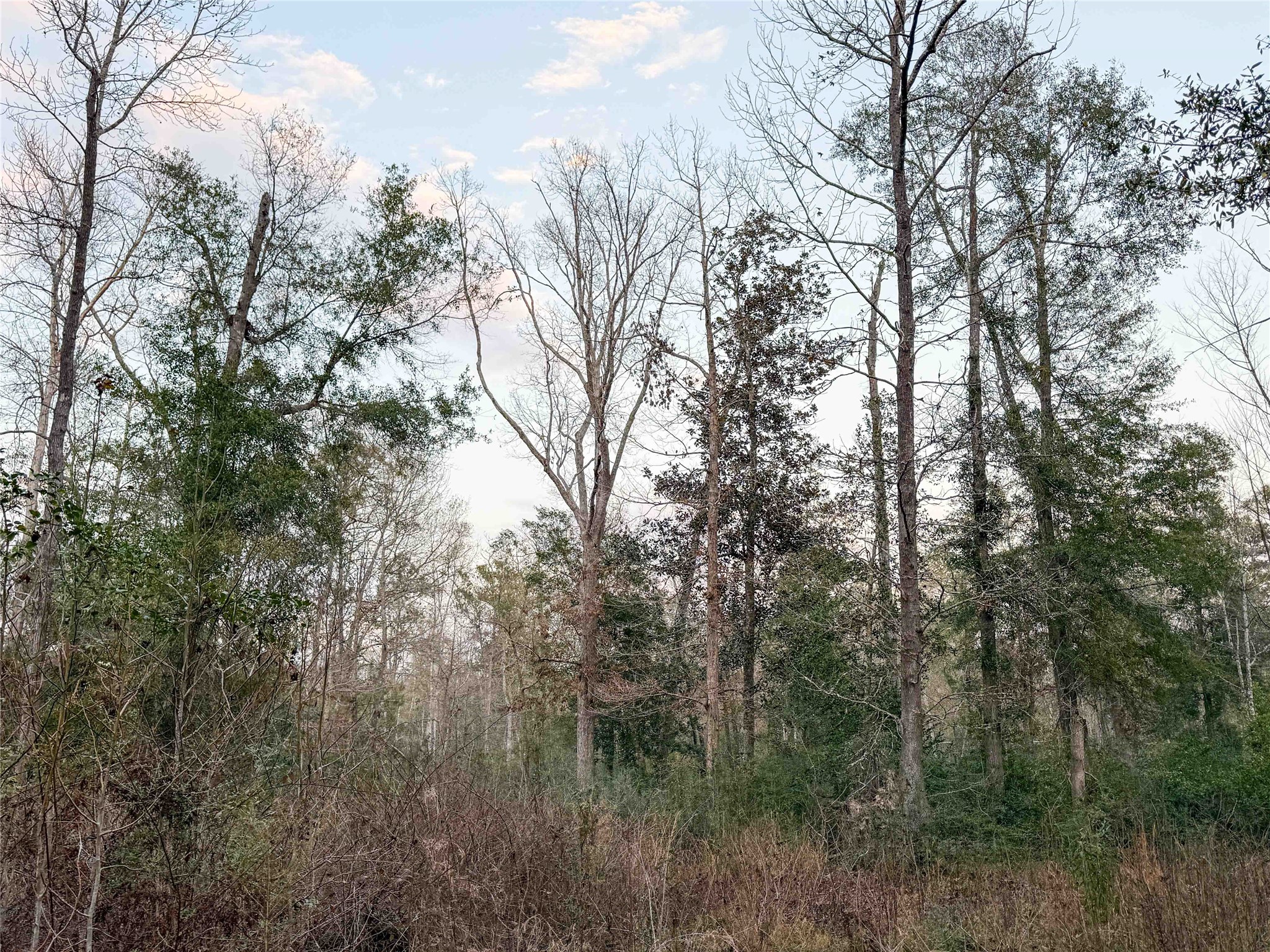 Tbd Felps Cemetery Road Saratoga, TX 77585 - Photo 19 of 50