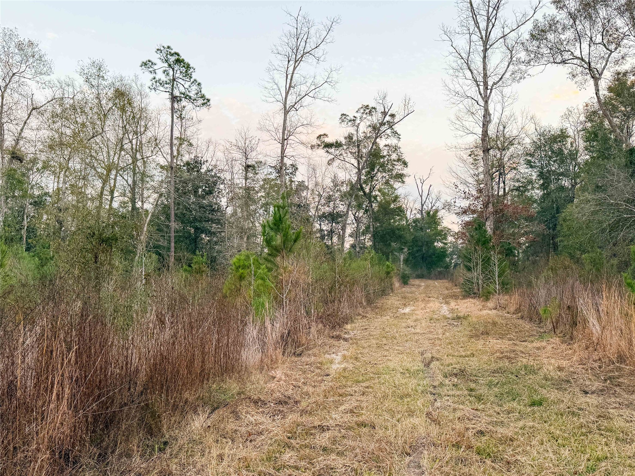 Tbd Felps Cemetery Road Saratoga, TX 77585 - Photo 20 of 50