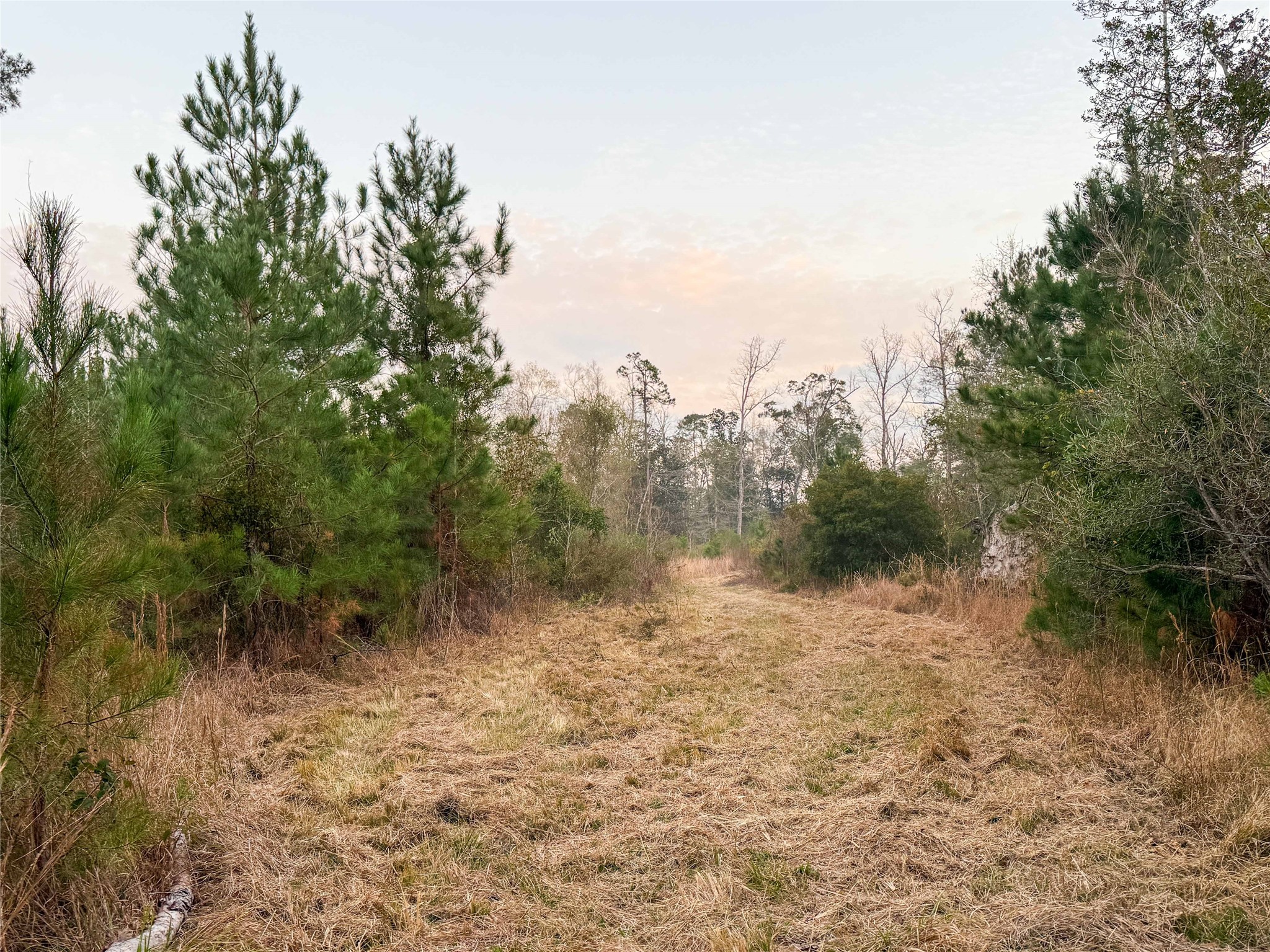 Tbd Felps Cemetery Road Saratoga, TX 77585 - Photo 21 of 50