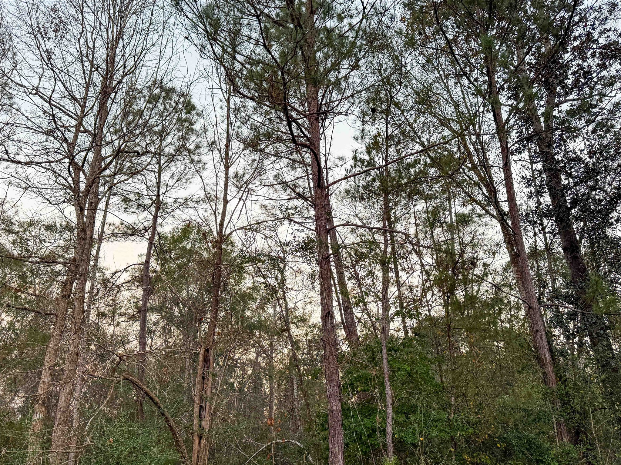 Tbd Felps Cemetery Road Saratoga, TX 77585 - Photo 22 of 50