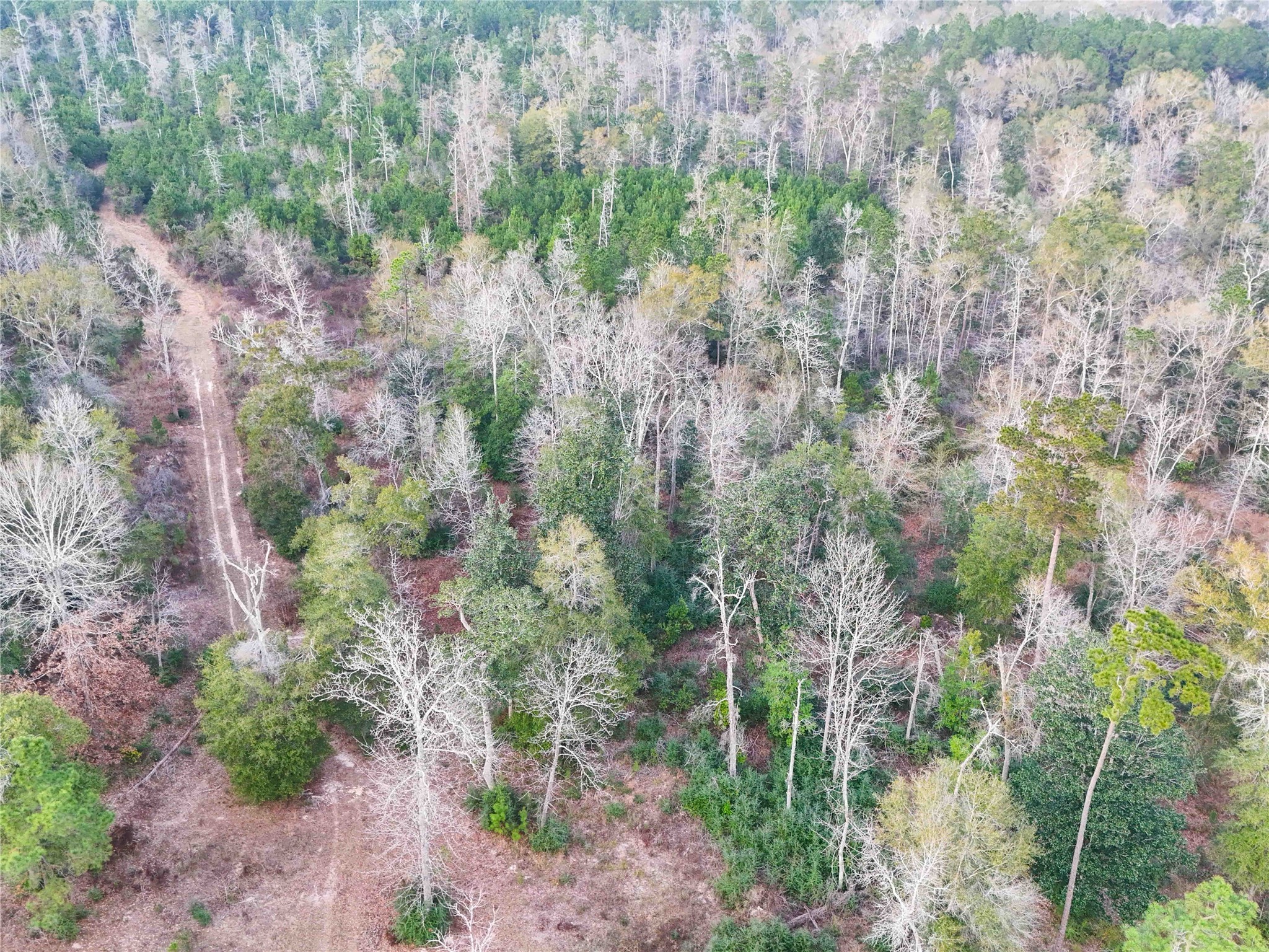 Tbd Felps Cemetery Road Saratoga, TX 77585 - Photo 35 of 50