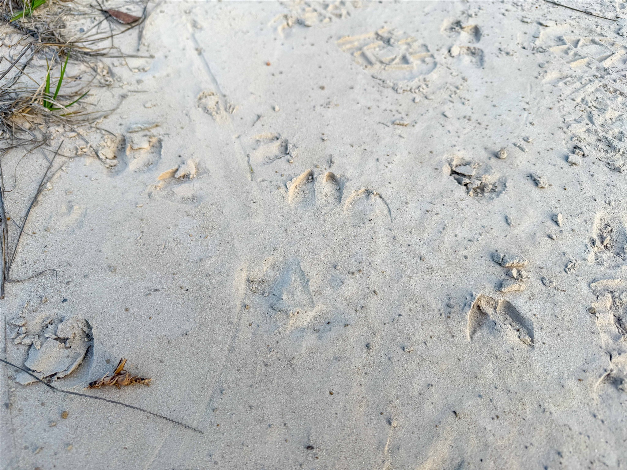 Tbd Felps Cemetery Road Saratoga, TX 77585 - Photo 38 of 50