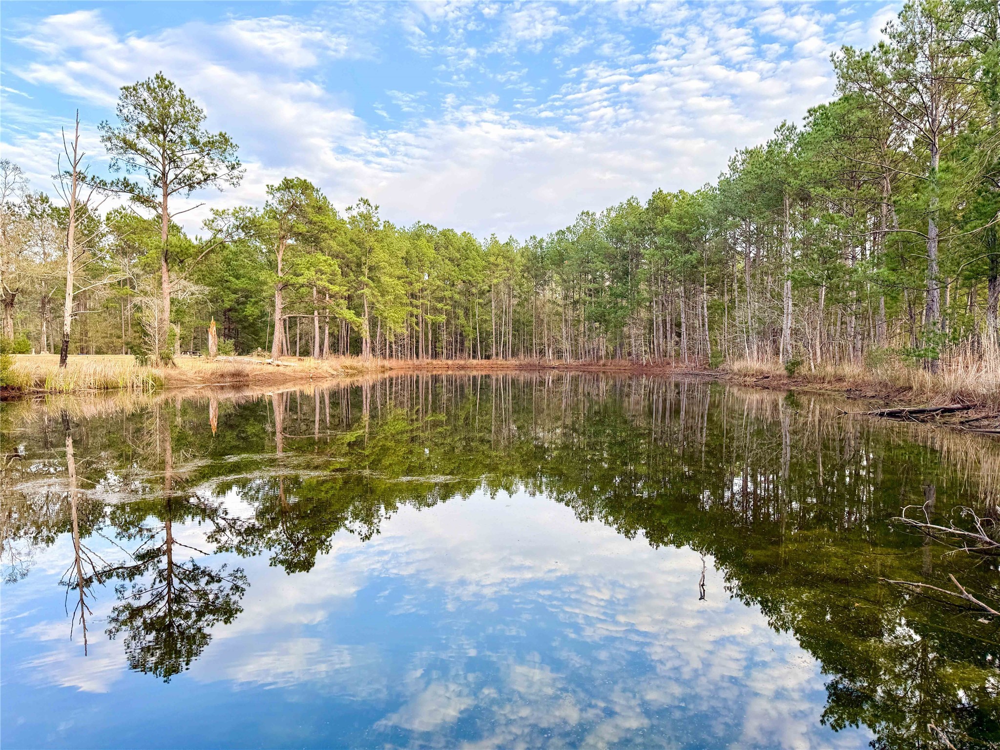 Tbd Felps Cemetery Road Saratoga, TX 77585 - Photo 4 of 50