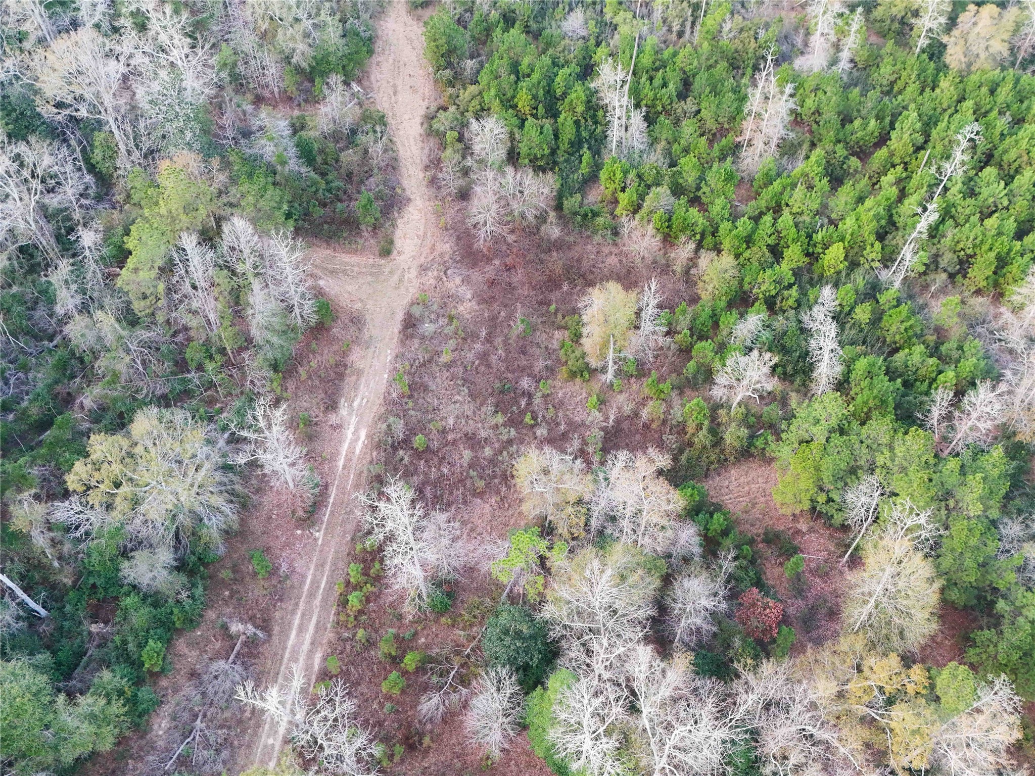 Tbd Felps Cemetery Road Saratoga, TX 77585 - Photo 42 of 50