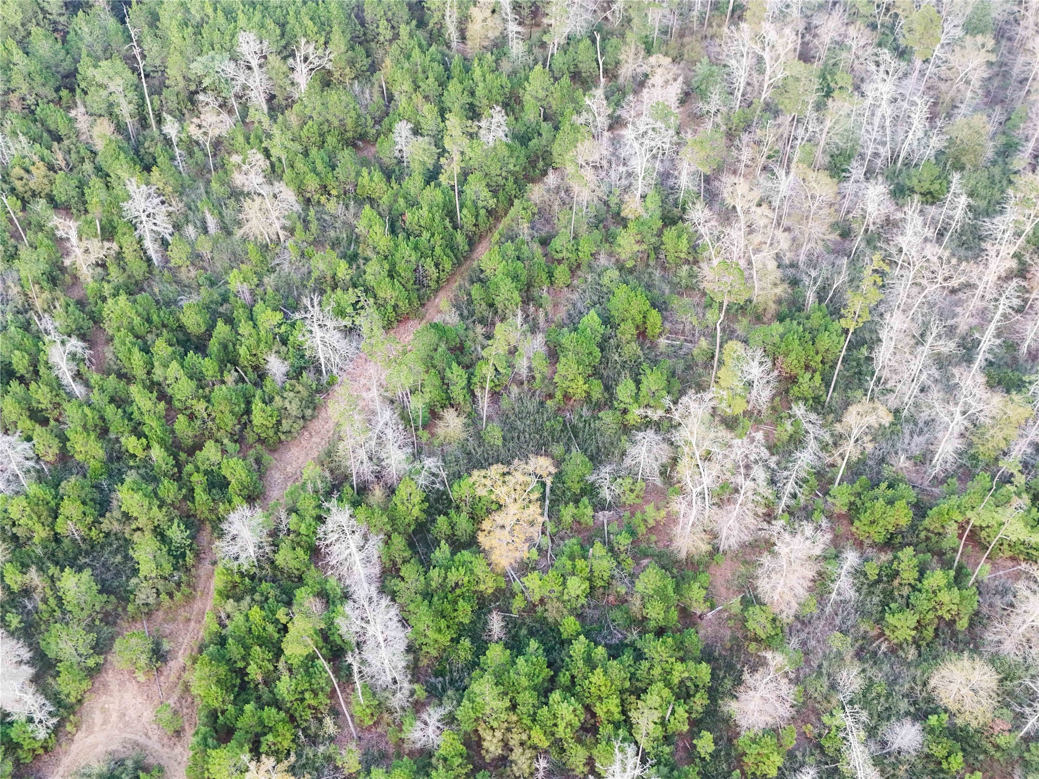 Tbd Felps Cemetery Road Saratoga, TX 77585 - Photo 44 of 50