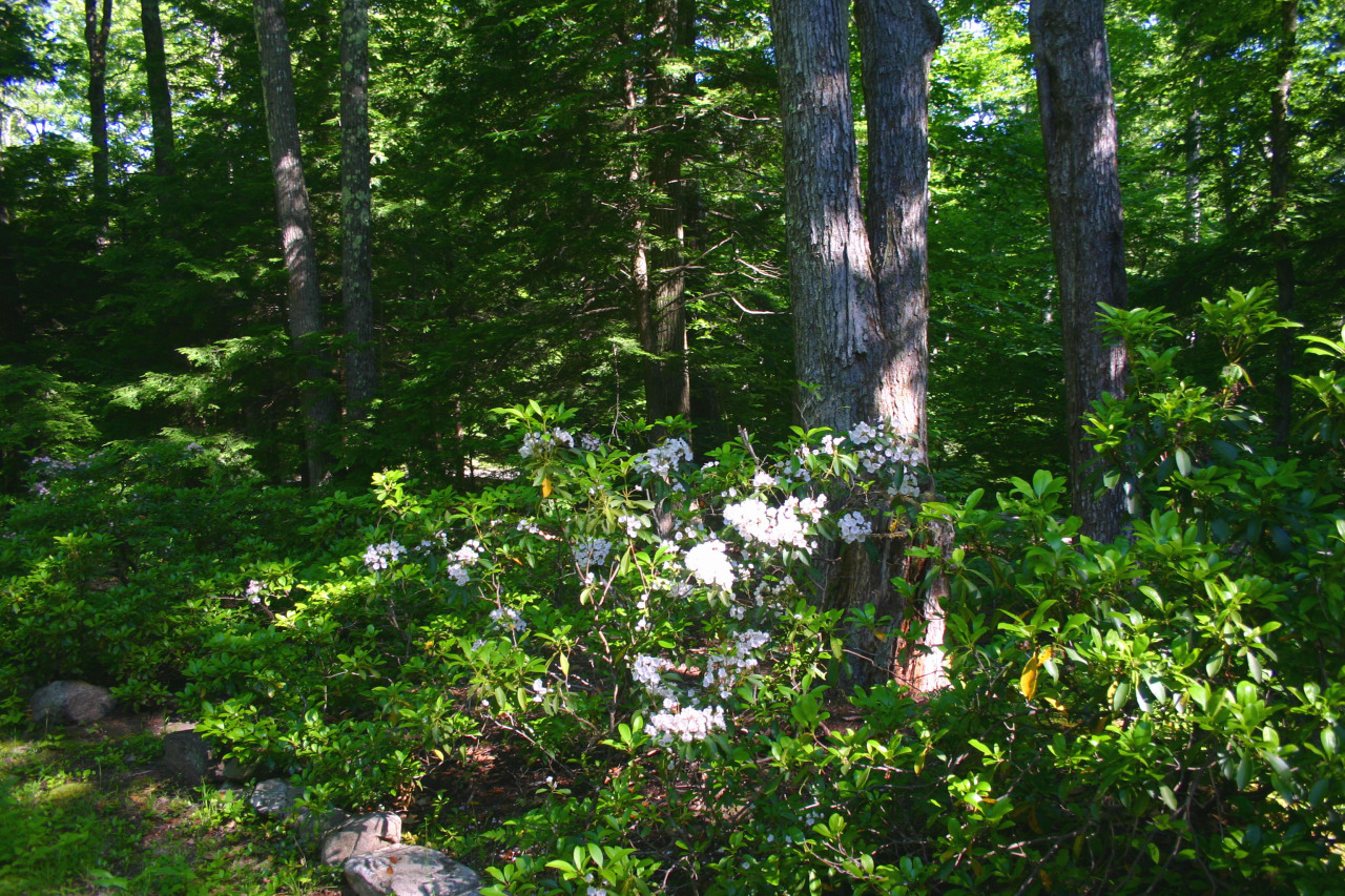 153 Stanley Road Otis, MA 01029 - Photo 17 of 19 a close up of a tree